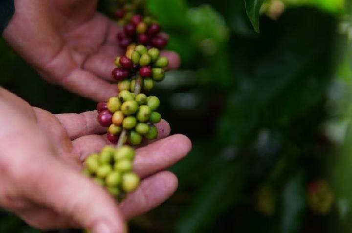 Cláudia de Jesus destina R$ 180 mil para fortalecer a cafeicultura em Vale do Anari