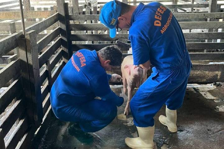 Com rebanho de 197 mil suínos, Rondônia reforça vigilância zoosanitária para ampliar mercados