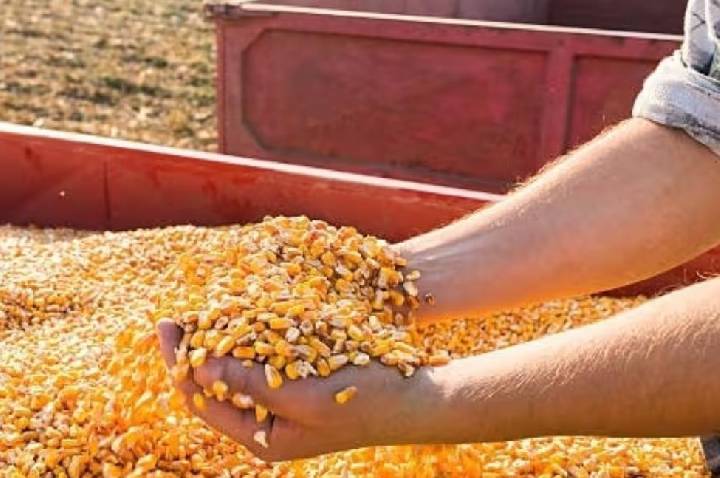 Conab fará leilões para comprar 30 mil toneladas de milho