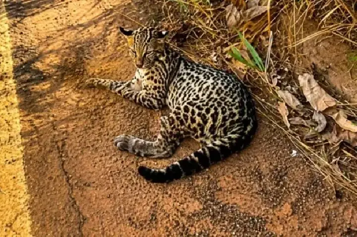 Filhote de jaguatirica é resgatado com fraturas após suspeita de atropelamento em rodovia em Rondônia