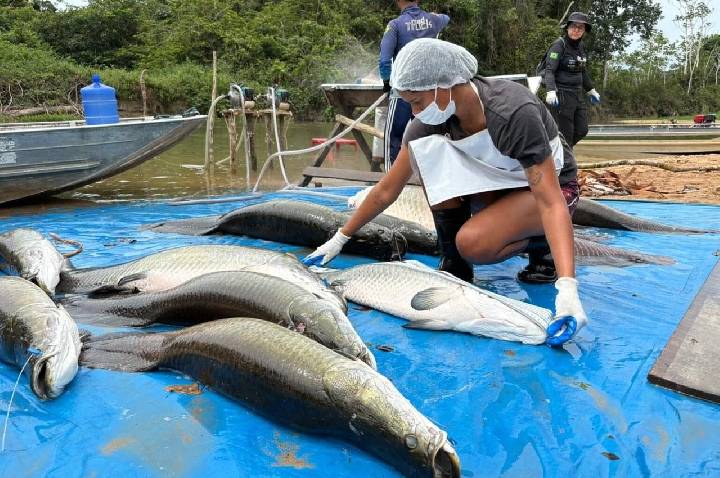 Manejo do pirarucu invasor na Resex Rio Cautário captura 361 exemplares e assegura renda para comunitários