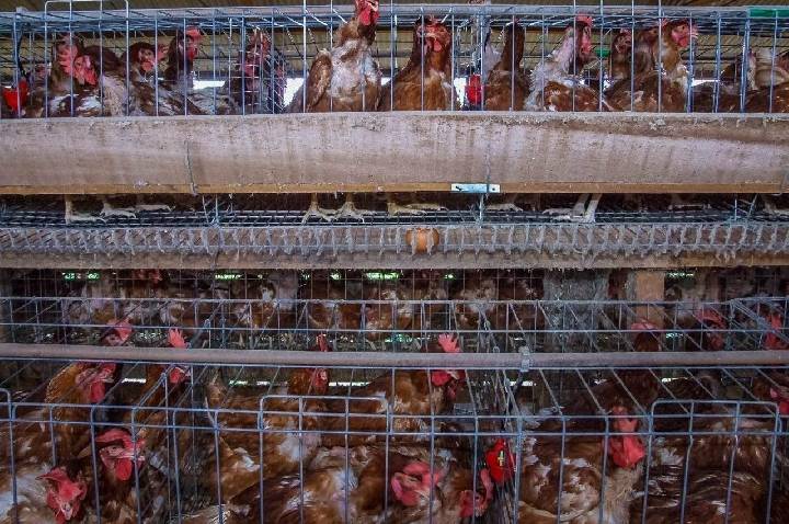 Medidas de biosseguridade alerta produtores para a prevenção da doença de Newcastle