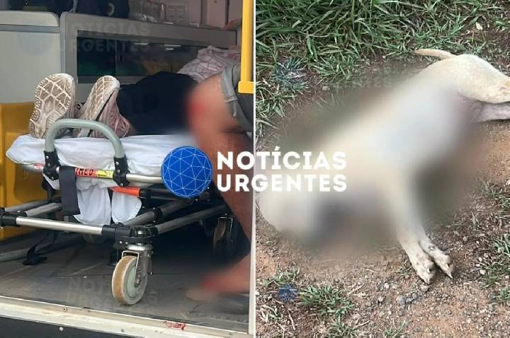 Motociclista fica ferido após atropelar cachorro na BR-319