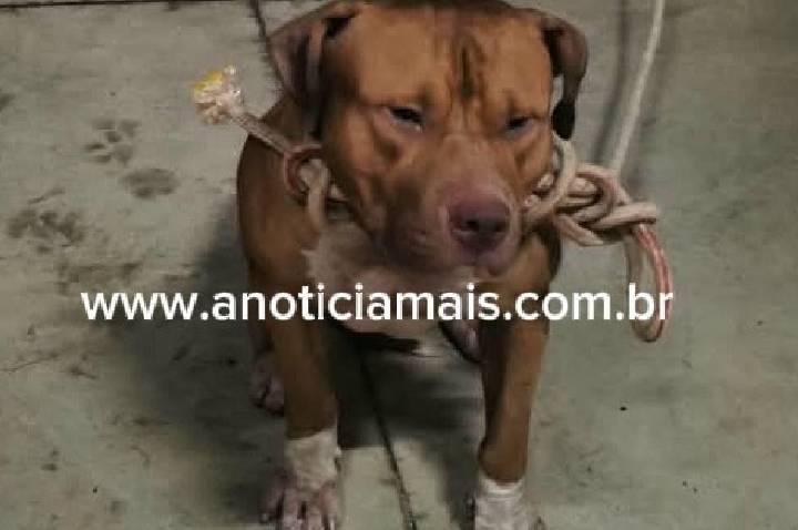 Pit bull solto assusta moradores e é capturado em Jaru