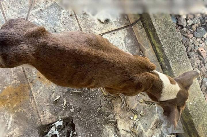 Polícia Civil e SEMA resgatam cadela em situação de maus-tratos em Porto Velho