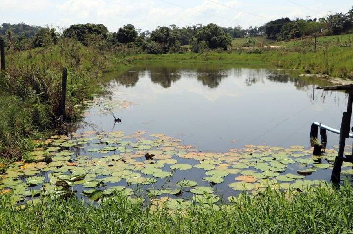Regeneração natural recupera áreas protegidas e valoriza a cafeicultura em Cacoal