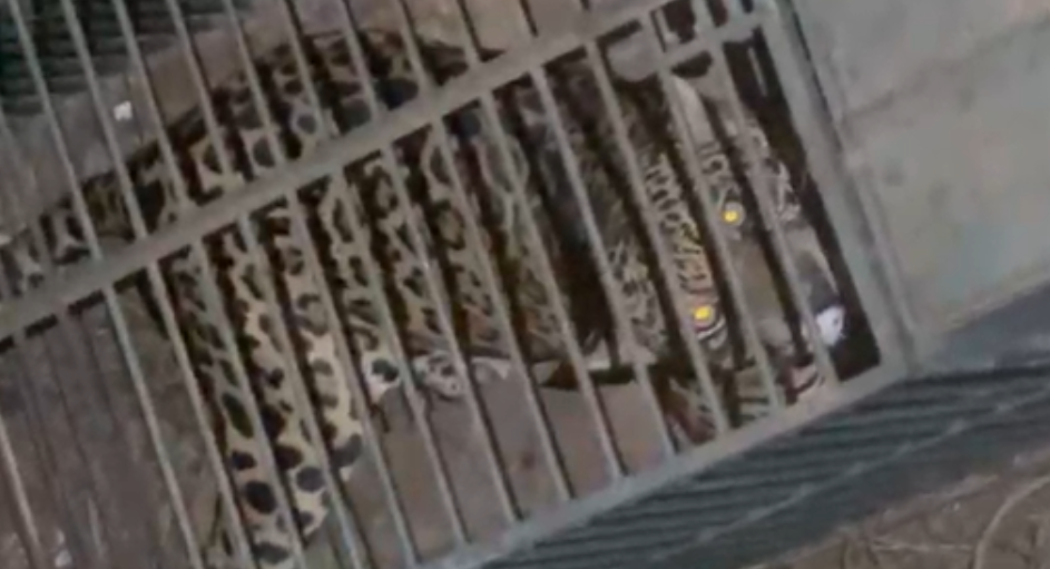 Onça-pintada é capturada após cinco dias de buscas em Ji-Paraná