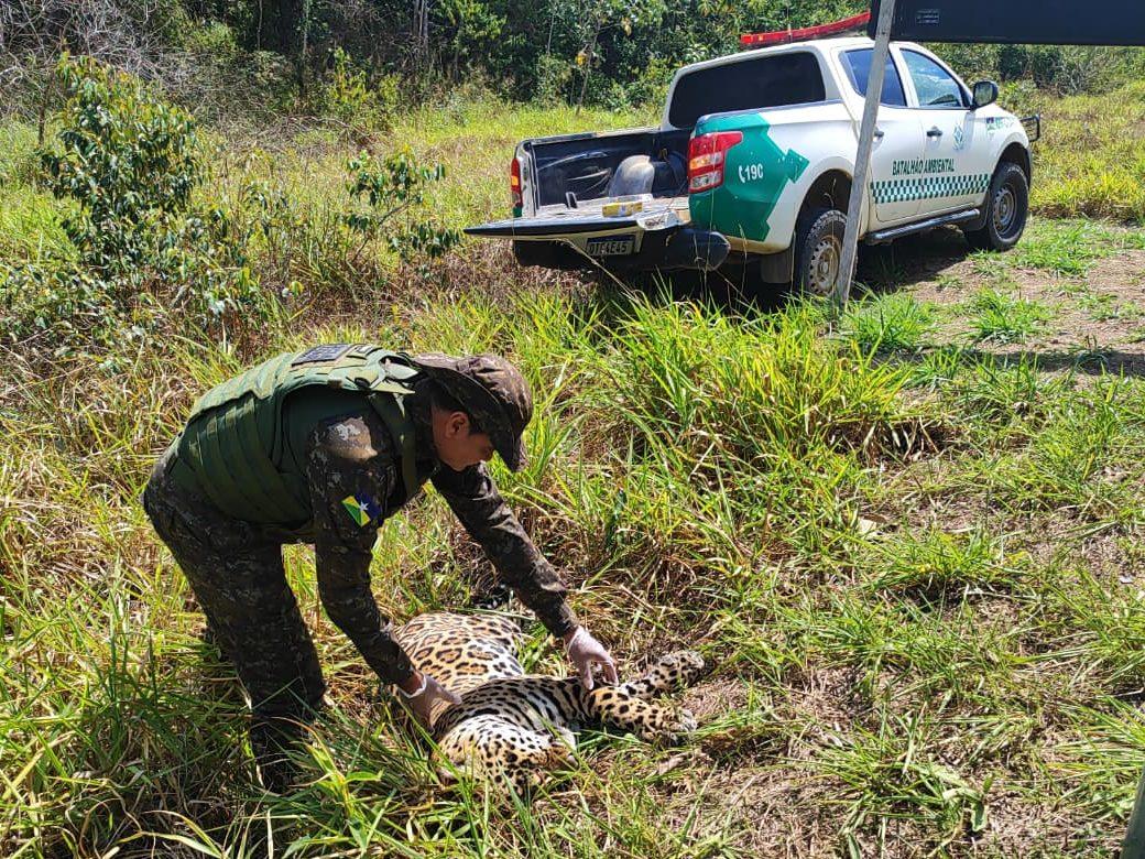 Onça-pintada é encontrada morta às margens de rodovia após atropelamento