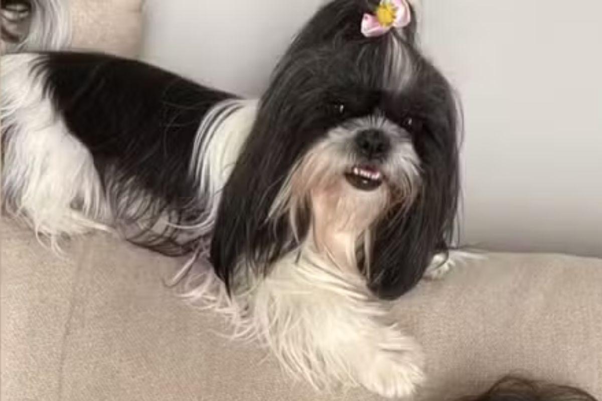 Cadela morre após ser esquecida em carro de pet shop em Itapeva (SP)