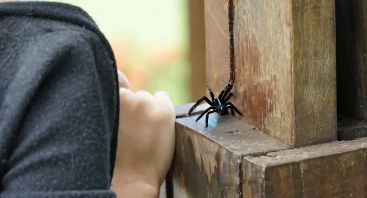 Governo de RO reforça cuidados com animais peçonhentos durante o período de chuvas