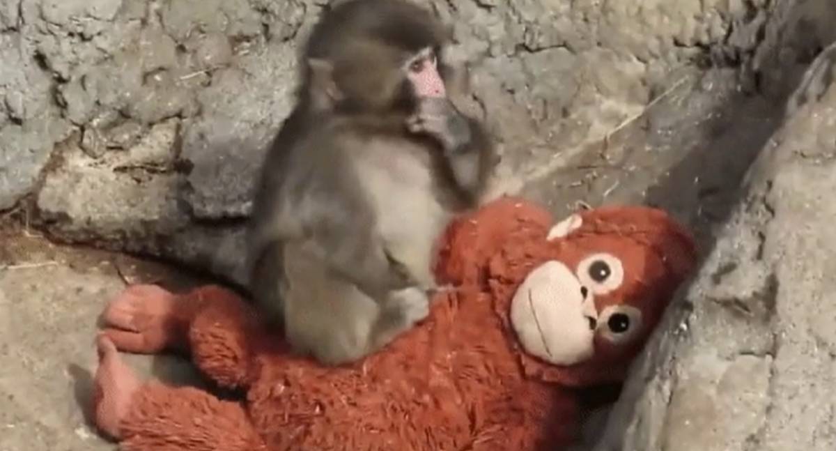 Conheça Punch: rejeitado pela mãe, ele encontrou apoio em uma pelúcia