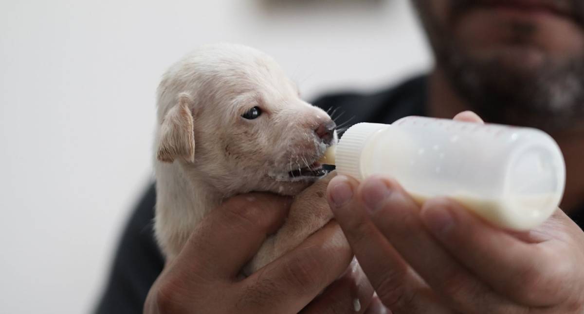 Feira de adoção oferece cães neste sábado