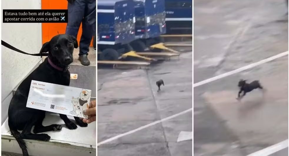 Cachorra foge, invade pista e paralisa voos em Congonhas