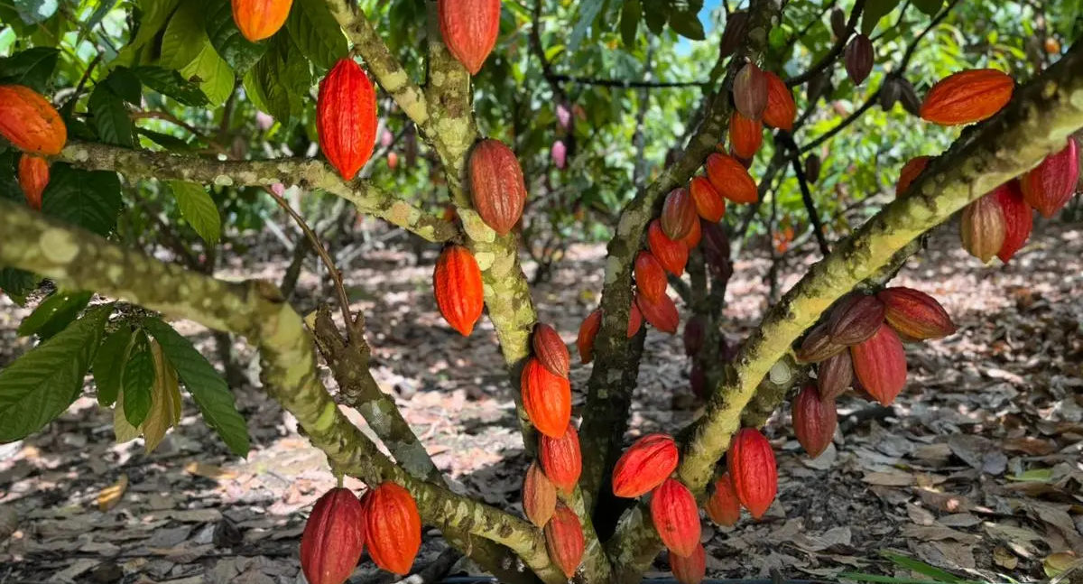Colheita do cacau em Rondônia inicia nesta sexta-feira com evento oficial em Jaru
