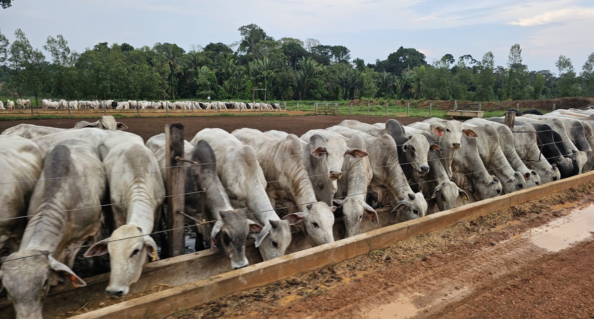 Decreto amplia liberdade de mercado para pecuaristas de Rondônia