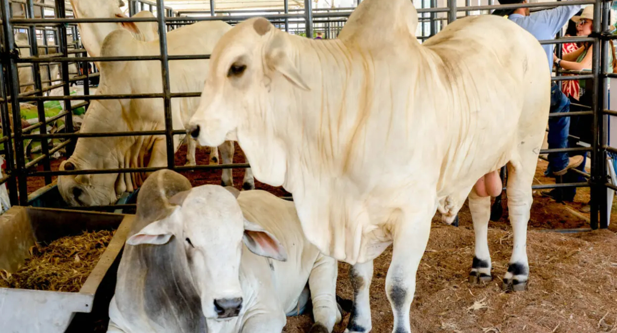 ICMS do gado em Rondônia tem redução para fortalecer a competitividade do setor