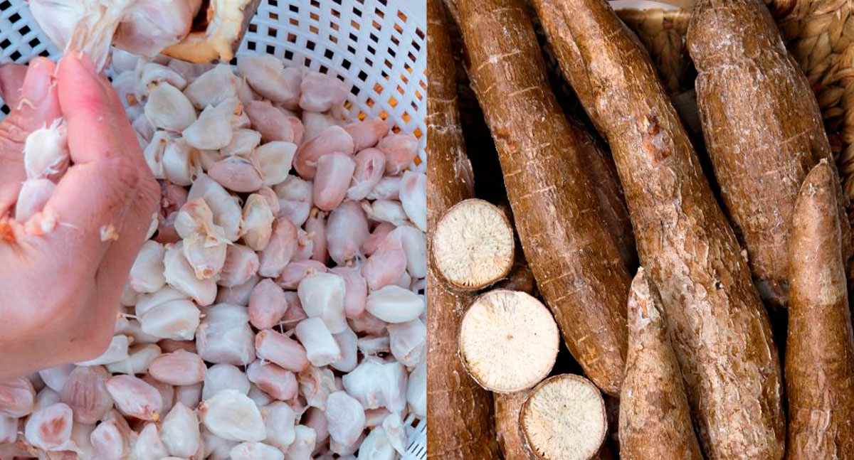 Produtores de cacau e mandioca de Rondônia recebem bônus do PGPAF