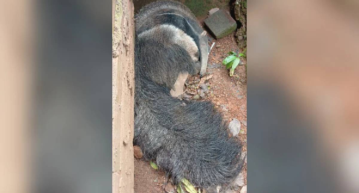 Tamanduá-bandeira ferido é resgatado dentro de casa no DF
