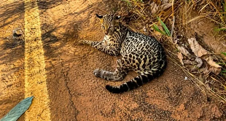 Filhote de jaguatirica é resgatado com fraturas após suspeita de atropelamento em rodovia em Rondônia
