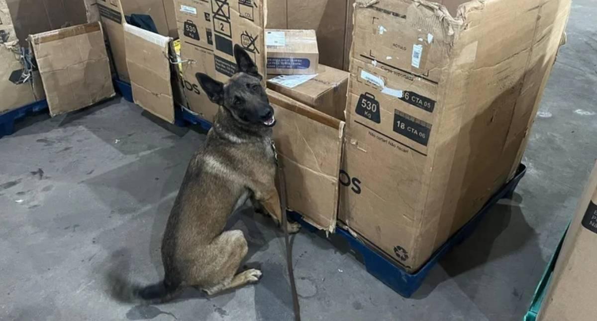 Polícia Federal apreende quase 2 quilos de skunk escondidos em encomenda de rapadura em agência dos Correios