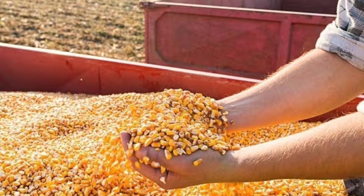 Conab fará leilões para comprar 30 mil toneladas de milho