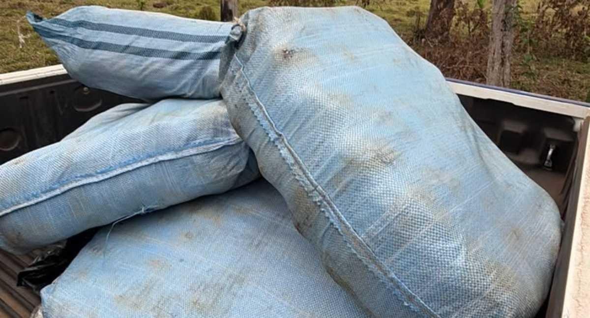 Força-tarefa apreende aproximadamente 180 quilos de skunk em São Francisco do Guaporé