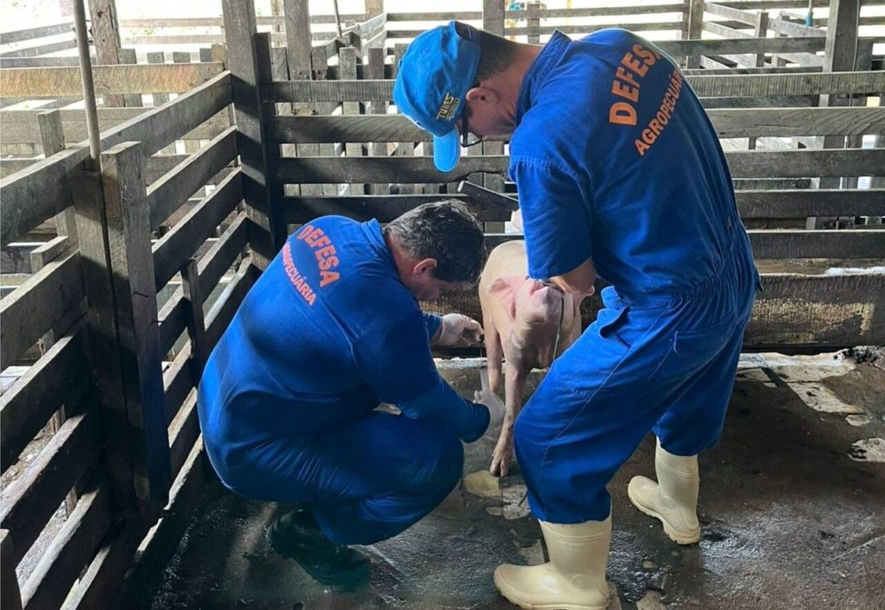 Com rebanho de 197 mil suínos, Rondônia reforça vigilância zoosanitária para ampliar mercados