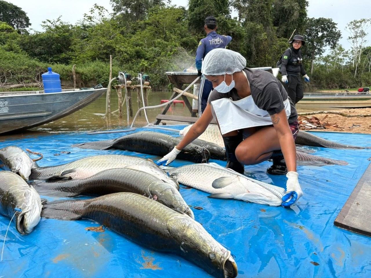Manejo do pirarucu invasor na Resex Rio Cautário captura 361 exemplares e assegura renda para comunitários