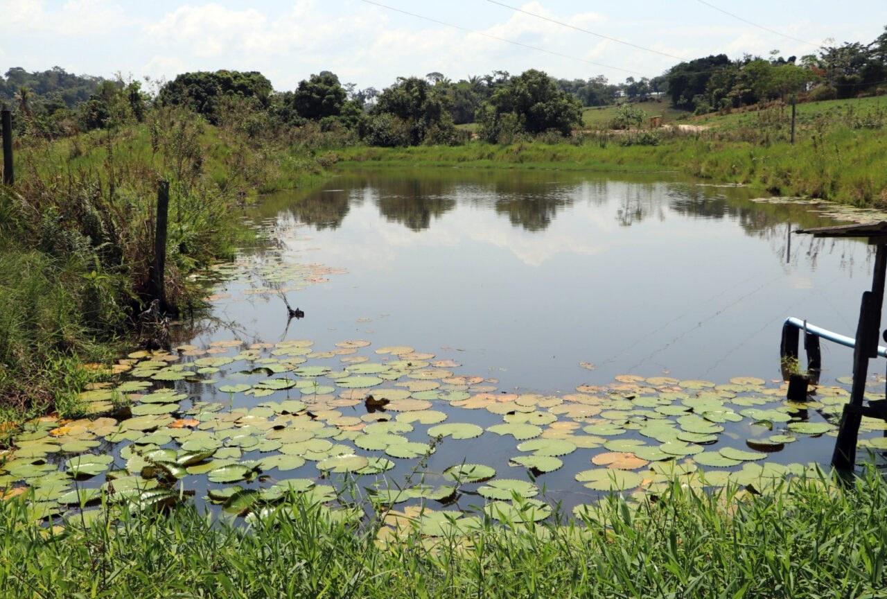 Regeneração natural recupera áreas protegidas e valoriza a cafeicultura em Cacoal